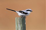 Loggerhead Shrike